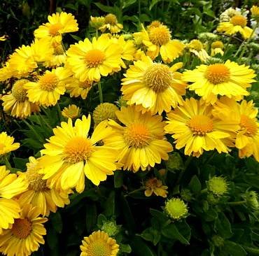 GaillardiaMesaYellow