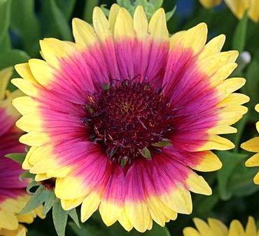 GaillardiaSnappy