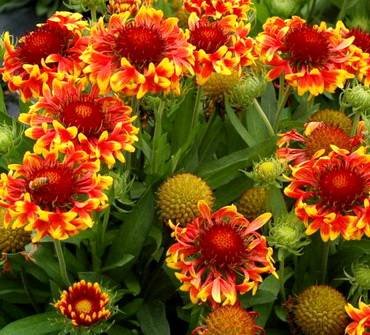 GaillardiaSunDevil