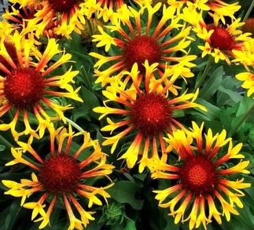 GaillardiaSunFlare