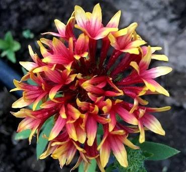 GaillardiaSundance