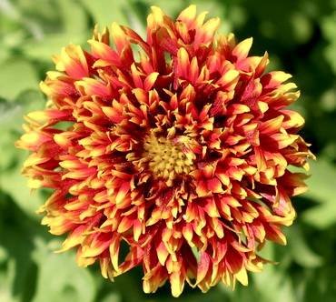 GaillardiaSundanceBicolor
