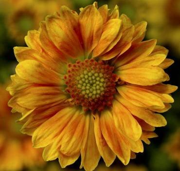 GaillardiaSunritaPeach