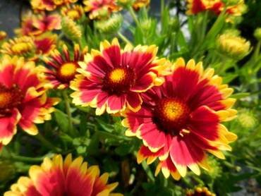 GaillardiaSunsetCutie