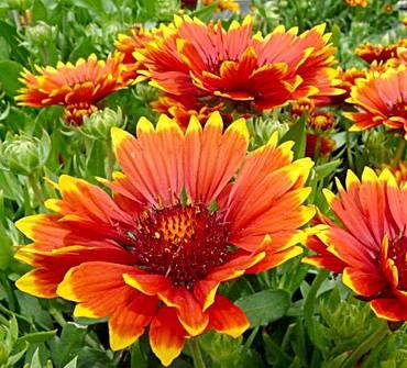 GaillardiaSunsetFlash