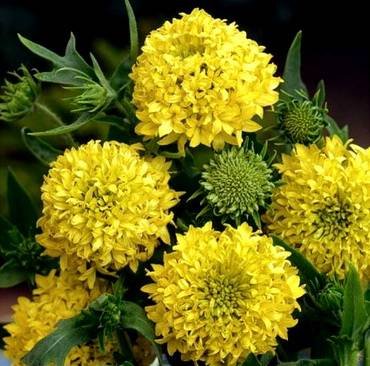 GaillardiaYellowPlume