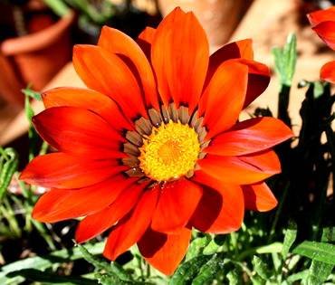GardenLeaderBronze