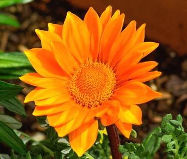 GardenLeaderOrange
