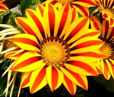 GardenLeaderRed