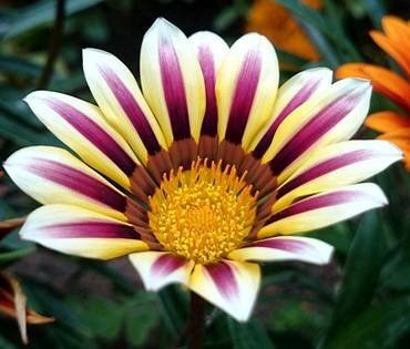 GardenLeaderRose