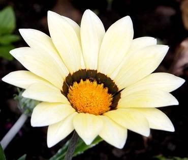 GardenLeaderWhite