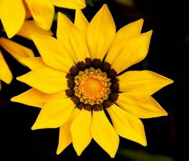 GardenLeaderYellow