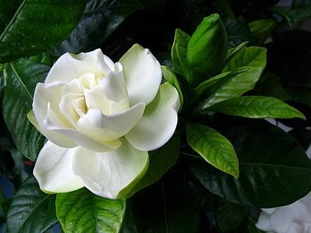 Gardenia1