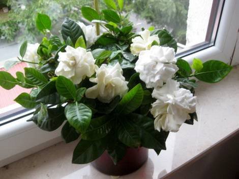 Gardenia11
