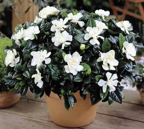 Gardenia12