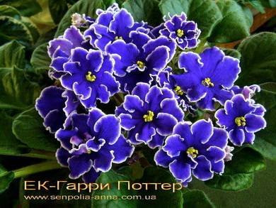 ГарриПоттер4