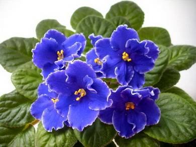 ГарриПоттер5