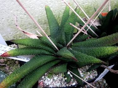 GasterhaworthiaFigaro