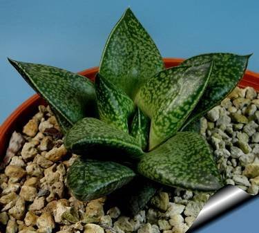 GasterhaworthiaRosava