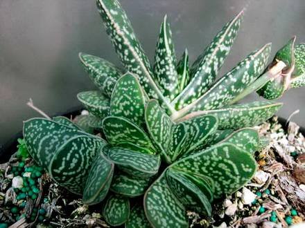 Gasteria2
