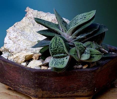 Gasteria3