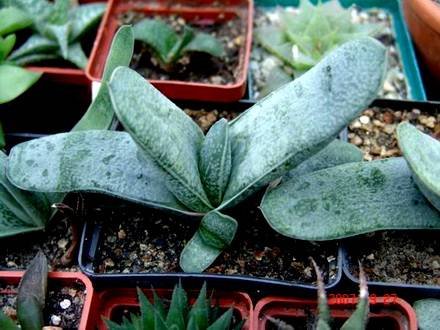 GasteriaGlauca5