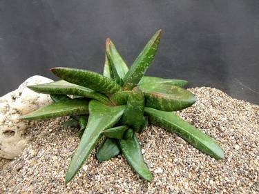 GasteriaTukhelensis