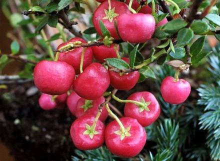 Gaultheria1