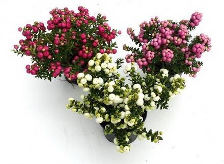 Gaultheria10