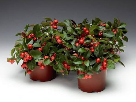 Gaultheria11