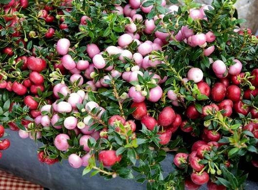 Gaultheria12
