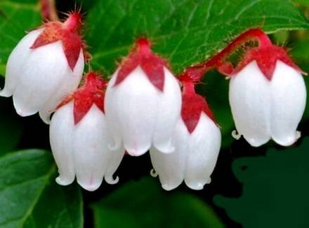 Gaultheria2