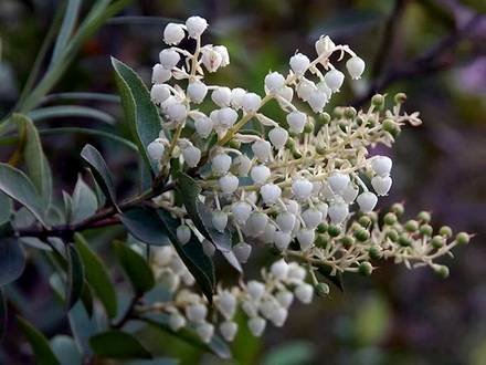 Gaultheria3