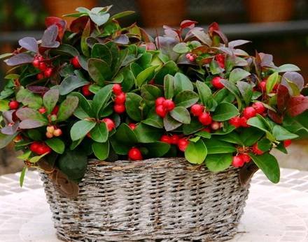 Gaultheria4