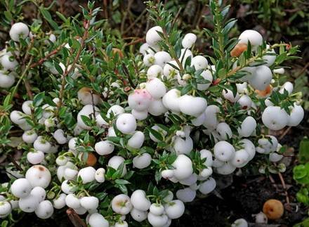 Gaultheria5