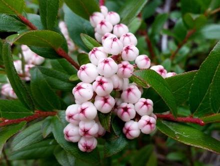 Gaultheria8