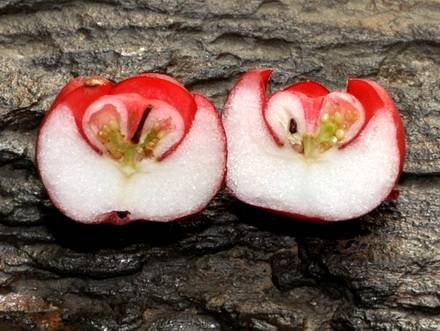 Gaultheria9