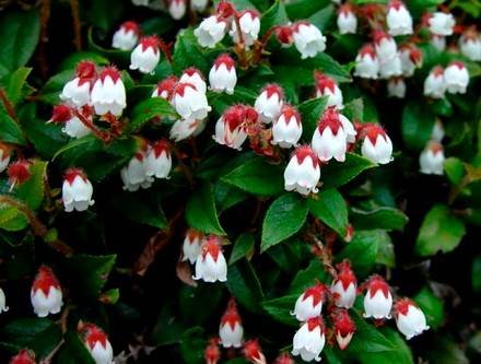 GaultheriaOvalifolia