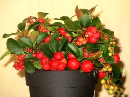 GaultheriaProcumbens