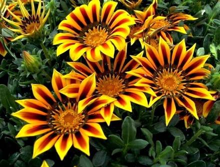 Gazania1