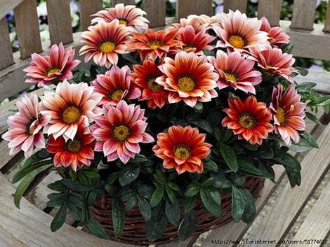 Gazania10