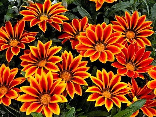 Gazania12