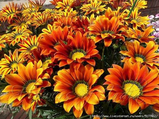 Gazania14