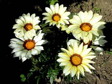 Gazania2