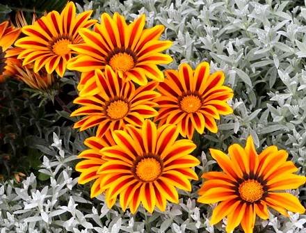Gazania3