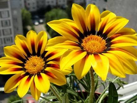 Gazania33