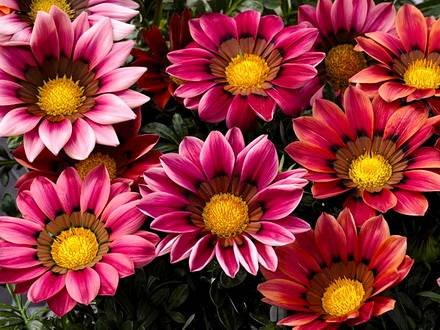 Gazania4