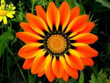 Gazania5