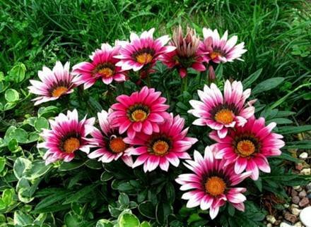 Gazania6