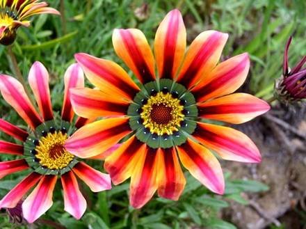 Gazania7